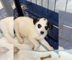 Small #6 Mutt