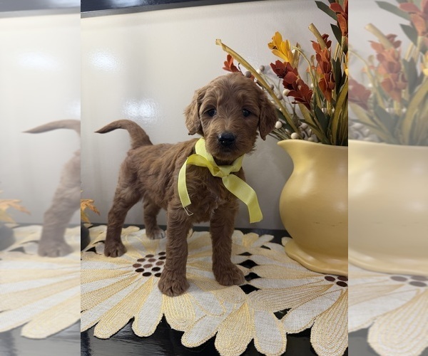 Medium Photo #2 Goldendoodle Puppy For Sale in WOODBURN, IN, USA