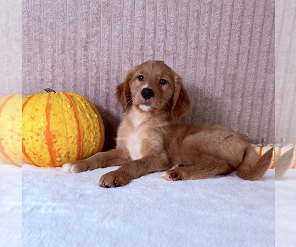 Medium Photo #4 Golden Retriever Puppy For Sale in INDIANAPOLIS, IN, USA