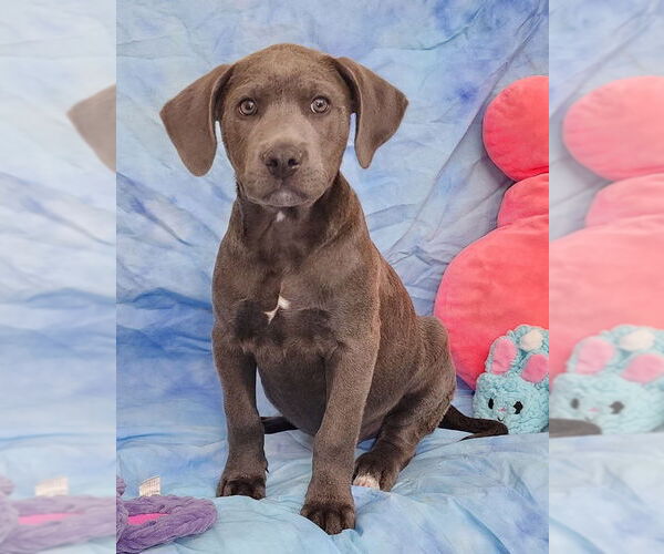 Medium Photo #3 Bulldog-Labrador Retriever Mix Puppy For Sale in Wetumpka, AL, USA