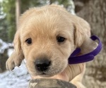 Puppy Puppy 3 Labrador Retriever