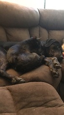 Labrador Retriever-Unknown Mix Puppy for sale in FORT LEAVENWORTH, KS, USA
