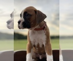 Small Photo #12 Boxer Puppy For Sale in WAUCHULA, FL, USA
