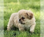 Small #3 French Bulldog
