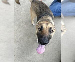 German Shepherd Dog-Unknown Mix Dogs for adoption in Chula Vista, CA, USA