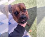 Small #1 Rottweiler Mix