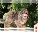 Small #7 Bernedoodle (Miniature) (+ Poodle Miniature)