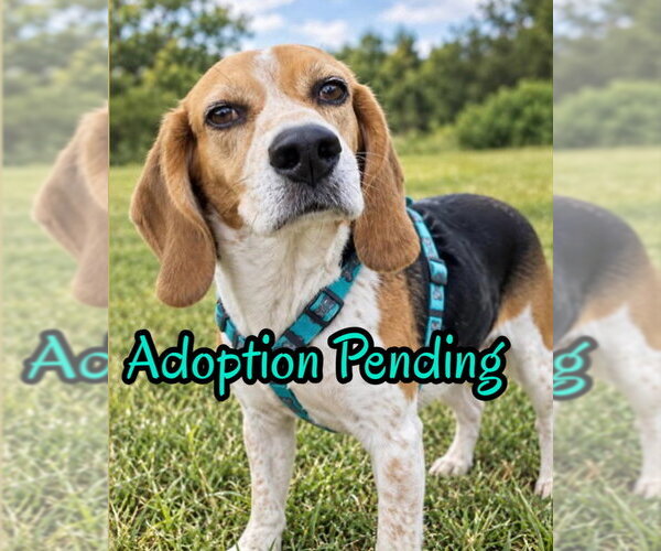 Medium Photo #1 Beagle Puppy For Sale in Dunnellon, FL, USA
