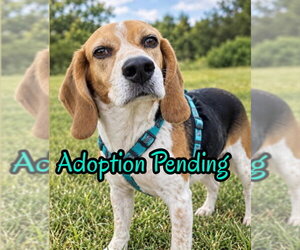 Gracie VI - Female Beagle Dog for Adoption