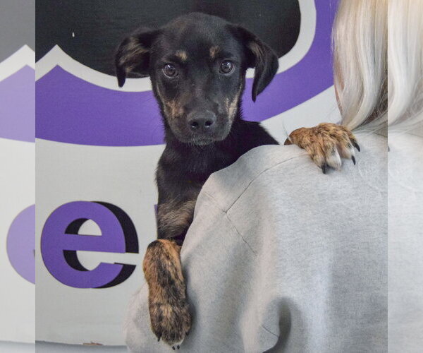 Medium Photo #5 German Shepherd Dog-Unknown Mix Puppy For Sale in Huntley, IL, USA