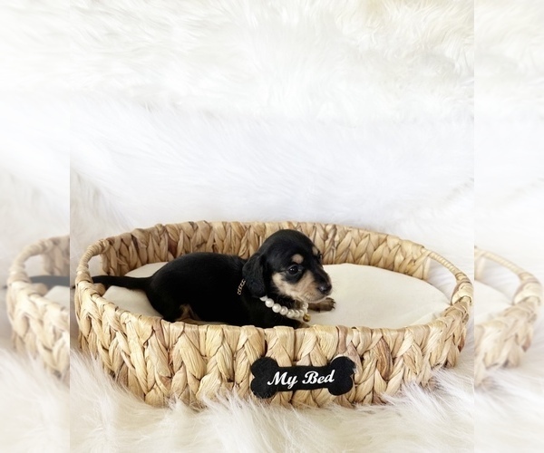 Medium Photo #7 Dachshund Puppy For Sale in DAVIS, CA, USA
