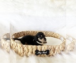 Small #6 Dachshund