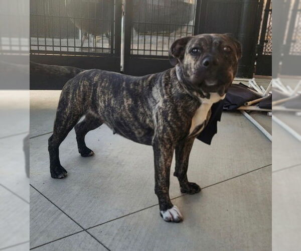 Medium Photo #1 American Pit Bull Terrier-Unknown Mix Puppy For Sale in Tracy, CA, USA