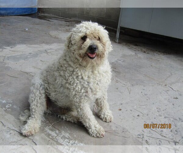 Medium Photo #2 Mutt Puppy For Sale in San Diego, CA, USA