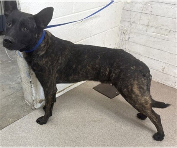 Medium Photo #1 German Shepherd Dog Puppy For Sale in San Bernardino, CA, USA