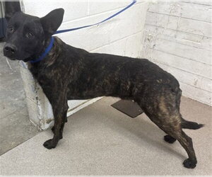 German Shepherd Dog Dogs for adoption in San Bernardino, CA, USA