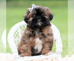Small #3 Shih Tzu