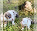 Small Miniature Australian Shepherd