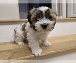 Puppy Sky Mal-Shi