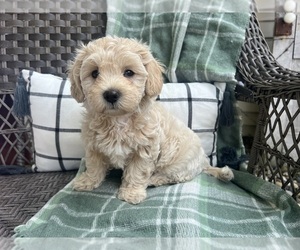 Maltipoo-YorkiePoo Mix Puppy for sale in MIDDLEBURY, IN, USA