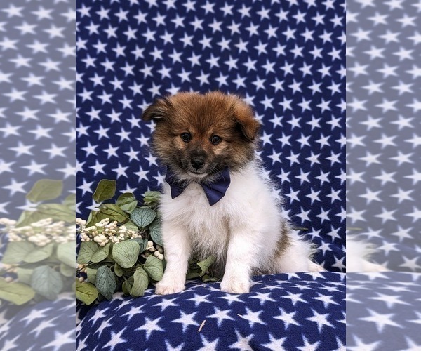 Medium Photo #1 Pomeranian Puppy For Sale in LINCOLN UNIVERSITY, PA, USA