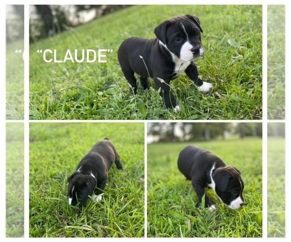 Medium Photo #1 American Bully Puppy For Sale in AVA, MO, USA