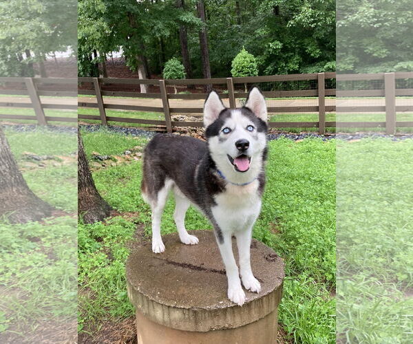 Medium Photo #2 Siberian Husky Puppy For Sale in Cumming, GA, USA