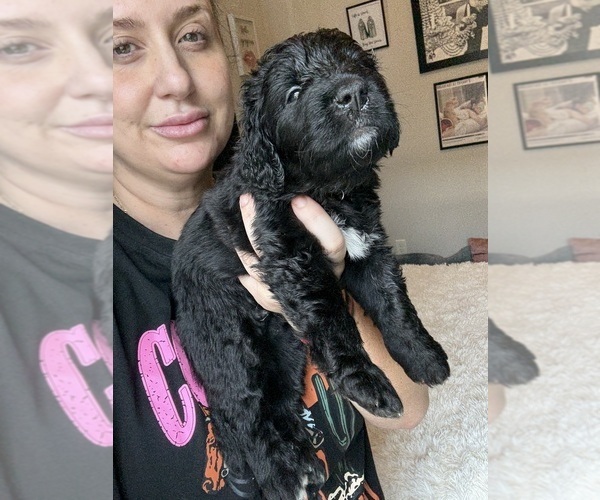 Medium Photo #23 Bernedoodle Puppy For Sale in BELMONT, NC, USA