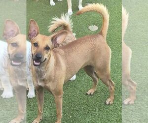 Chihuahua-Unknown Mix Dogs for adoption in Carrollton, TX, USA