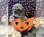 Puppy Puppy 1 English Bulldog