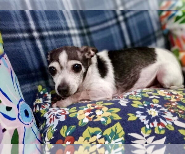 Medium Photo #2 Chihuahua Puppy For Sale in San Diego, CA, USA