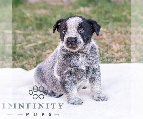 Medium Photo #4 Australian Cattle Dog Puppy For Sale in CHAMBERSBURG, PA, USA