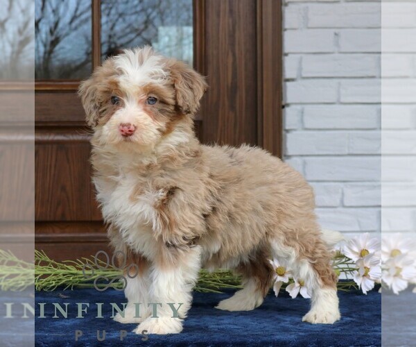 Medium Photo #3 Bernedoodle (Miniature) Puppy For Sale in NARVON, PA, USA