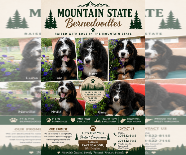 Medium Photo #1 Bernedoodle Puppy For Sale in RAVENSWOOD, WV, USA