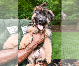 German Shepherd Dog Puppy for sale in BROOKLYN, NY, USA