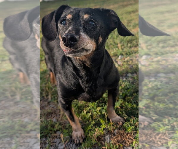 Medium Photo #3 Chiweenie Puppy For Sale in Shelbyville, TN, USA