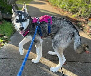 Siberian Husky-Unknown Mix Dogs for adoption in Alameda, CA, USA