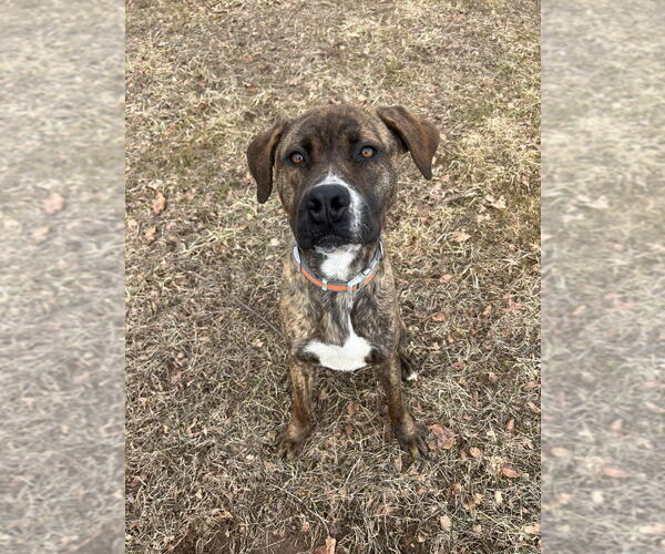 Medium Photo #8 American Pit Bull Terrier-Plott Hound Mix Puppy For Sale in Benton, PA, USA
