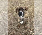 Small #7 American Pit Bull Terrier-Plott Hound Mix