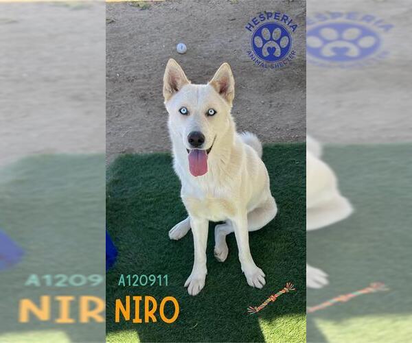 Medium Photo #2 Siberian Husky Puppy For Sale in HESPERIA, CA, USA