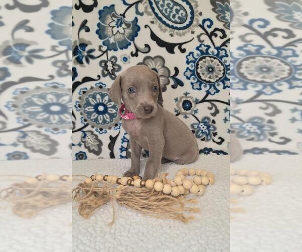 Medium Photo #2 Weimaraner Puppy For Sale in LEWISBURG, KY, USA