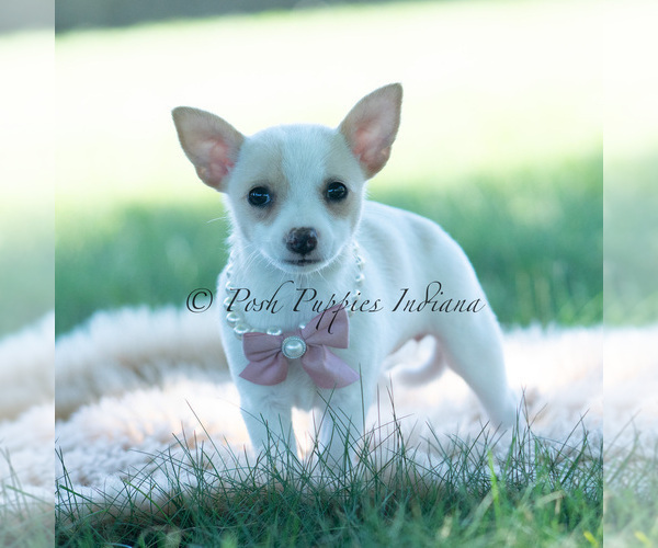 Medium Photo #109 Chihuahua Puppy For Sale in WARSAW, IN, USA