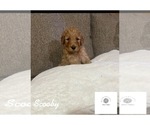 Small Photo #1 Goldendoodle Puppy For Sale in FALL RIVER, MA, USA