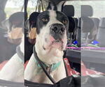 Small #2 Boxer-Great Dane Mix