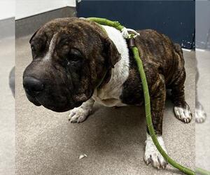 Chinese Shar-Pei-Unknown Mix Dogs for adoption in HESPERIA, CA, USA
