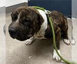 Small Chinese Shar-Pei Mix