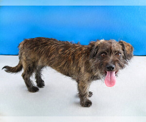 Medium Photo #2 Mutt Puppy For Sale in Pasadena, CA, USA