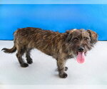 Small #1 Mutt