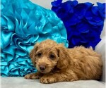 Small Photo #47 Double Doodle Puppy For Sale in LAGRANGE, GA, USA