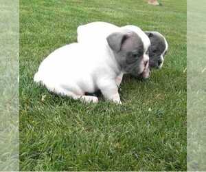 American French Bull Terrier Puppy for sale in VIRGINIA BCH, VA, USA